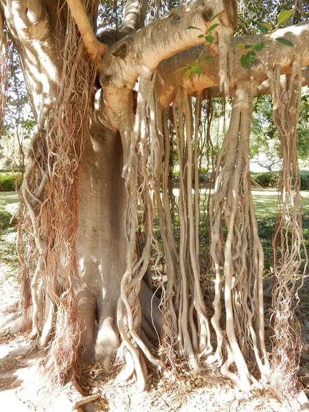 Banyan Árvore Com Muitos Troncos Foco Seletivo Foto Alta Qualidade — Fotografia de Stock