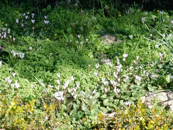 Siklamenlerin Bahar Çiçekleri Kayaların Arasında Seçici Bir Odak Noktası Vardır — Stok fotoğraf