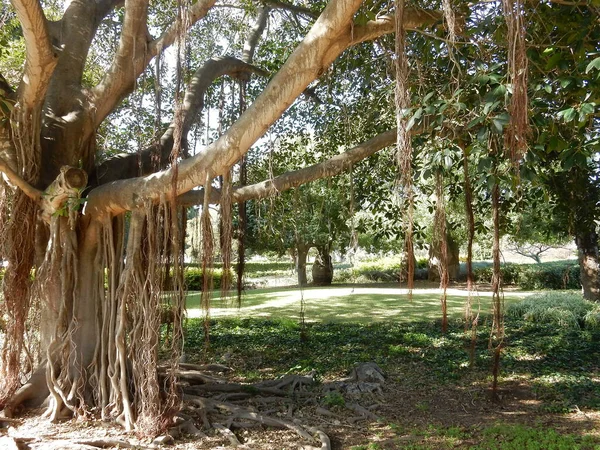 Banyanträd med många stammar, selektivt fokus — Stockfoto