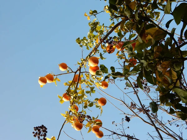 Pomarańcze na drzewie pod niebem, ostrość selektywna — Zdjęcie stockowe