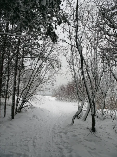 Strada verso il mare attraverso la foresta invernale, focus selettivo — Foto Stock