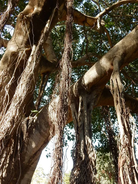 Banyan árvore com muitos troncos, foco seletivo — Fotografia de Stock