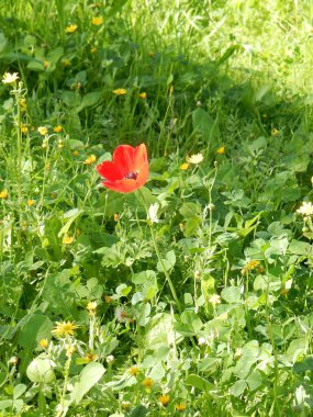 Yeşil çimenlikte kırmızı şakayık, seçici odak