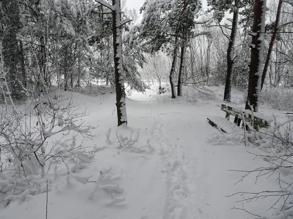 Panca coperta di neve nella pineta invernale. — Foto Stock