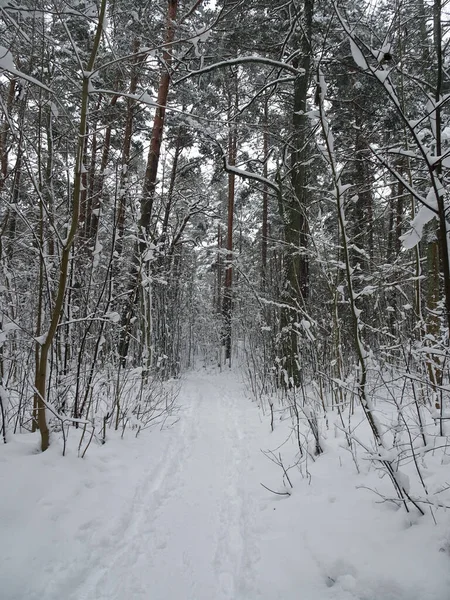 Strada in inverno pineta innevata, attenzione selettiva — Foto Stock