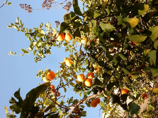 Pomarańcze Drzewie Pod Niebem Wybiórcze Skupienie Wysokiej Jakości Zdjęcie — Zdjęcie stockowe