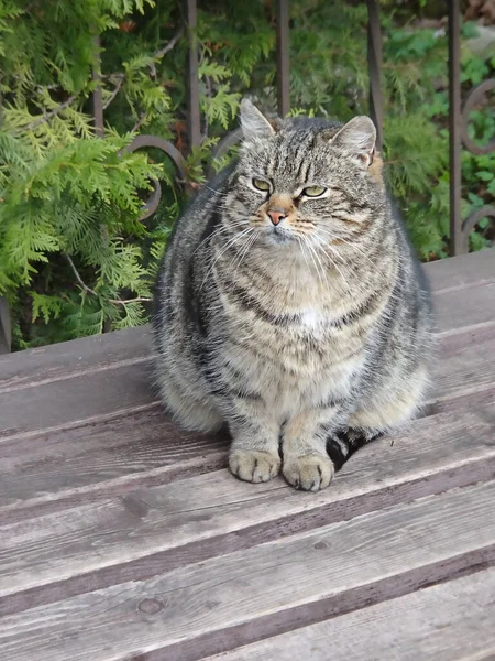 Gestreepte Kat Zit Een Houten Bank Selectieve Focus Hoge Kwaliteit — Stockfoto