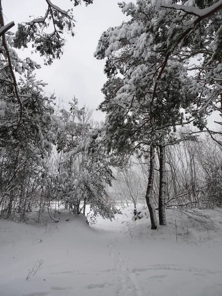 Strada Inverno Pineta Innevata Attenzione Selettiva Foto Alta Qualità — Foto Stock