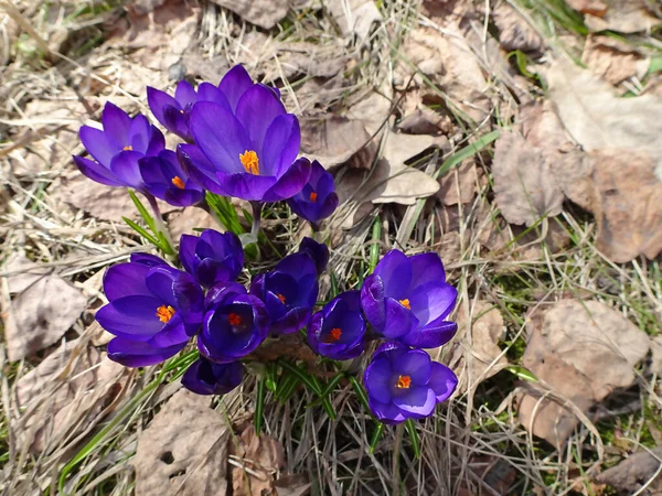Blue Spring Crocuses Last Year Grass Selective Focus High Quality — Stock Photo, Image