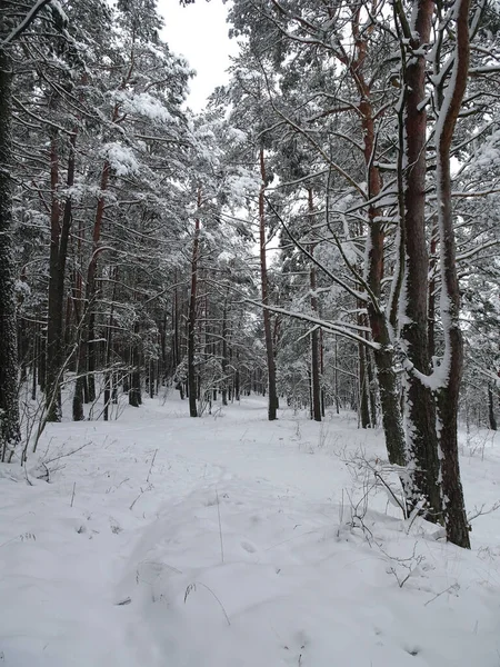 Strada Inverno Pineta Innevata Attenzione Selettiva Foto Alta Qualità — Foto Stock