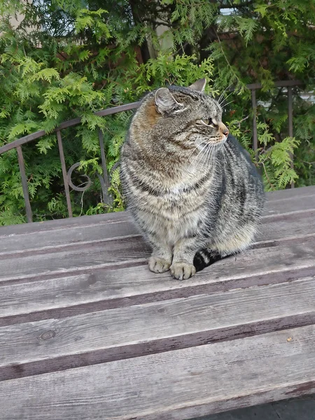 Çizgili Kedi Ahşap Bir Bankta Oturuyor Seçici Bir Odak Noktası — Stok fotoğraf