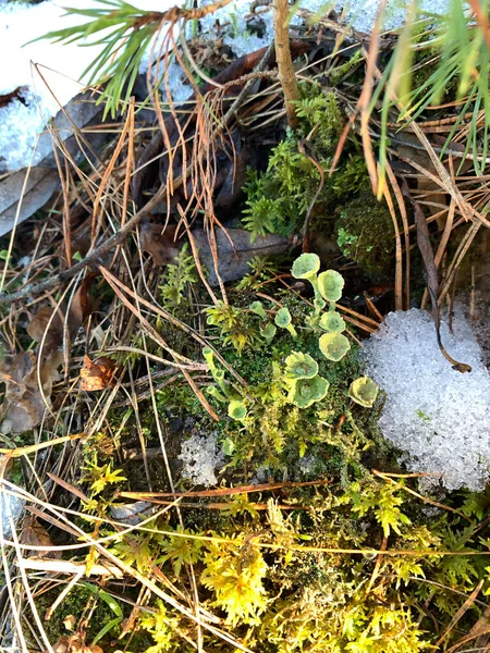 春天的苔藓和去年的雪 有选择的焦点 高质量的照片 — 图库照片