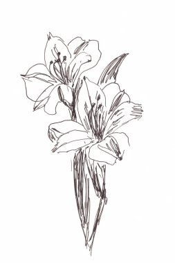 Beyaz arka planda alstroemeria buketi, grafik çizim sanatı. Yüksek kaliteli illüstrasyon