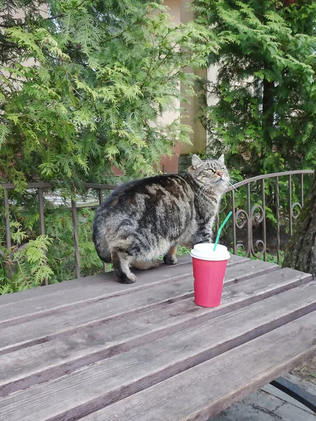 Tabby Cat Estende Una Panca Legno Bicchiere Carta Con Una — Foto Stock