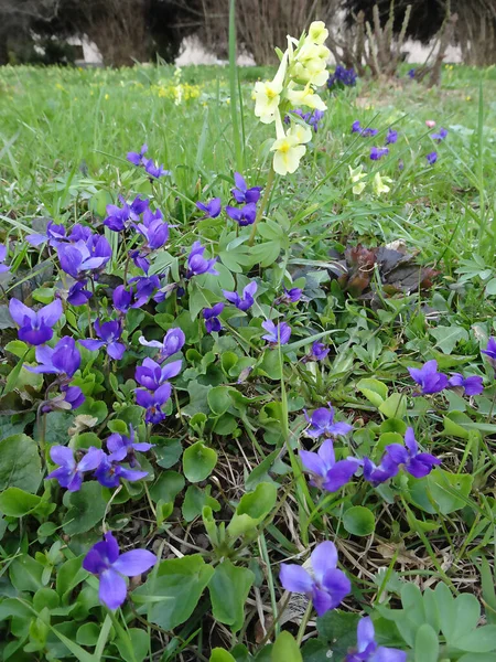 Spring blooming violets among green grass, selective focus — Stockfoto