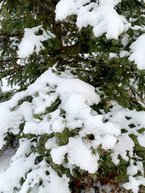 Kar, beyaz karlı arkaplandaki köknar dalını kapladı