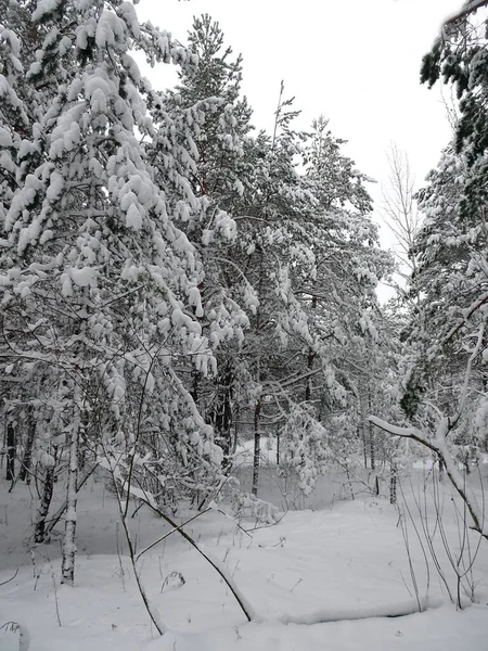 Strada in inverno pineta innevata, attenzione selettiva — Foto Stock