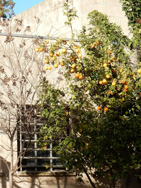 Orangen am Baum gegen den Himmel, selektiver Fokus — Stockfoto