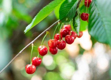 Bahçedeki bir ağacın üzerinde olgun, lezzetli ve tatlı kiraz dalları.