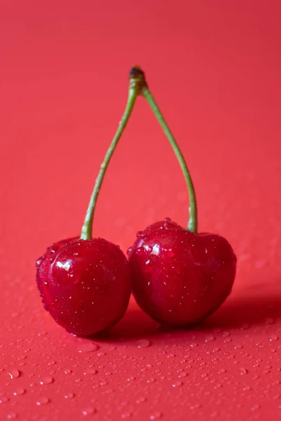 Close up photo of pair of fresh red cherries with water drops on red background.