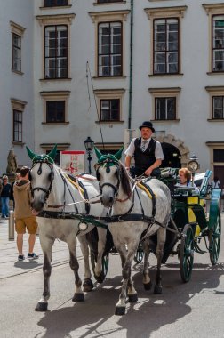 VIENNA, AUSTRIA - 1 Eylül 2013: Viyana, Avusturya 'da ünlü Lipizzaner atları ve arabası
