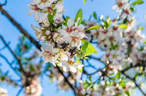 Весною Парку Квінта Лос Молінос Мадрид Іспанія Цвітуть Мигдаль — стокове фото