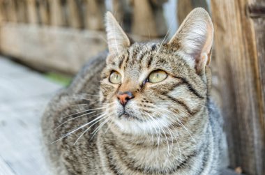 Dışarıdaki gri evcil kedinin portresi.