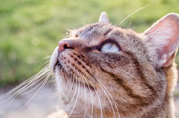 Dışarıdaki gri evcil kedinin portresi.