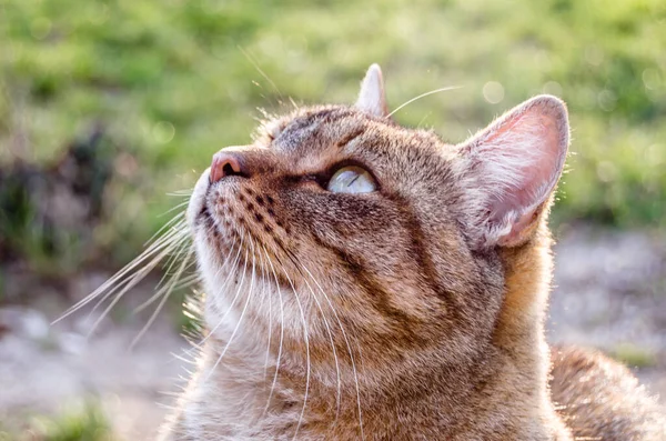 Dışarıdaki gri evcil kedinin portresi.