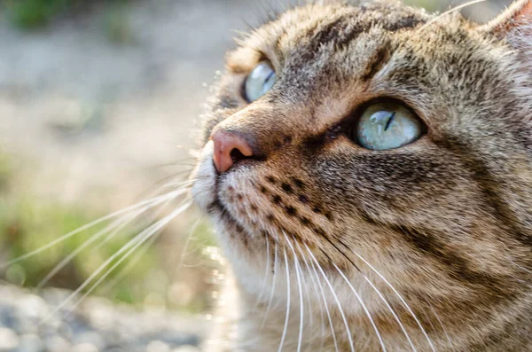 Dışarıdaki gri evcil kedinin portresi.