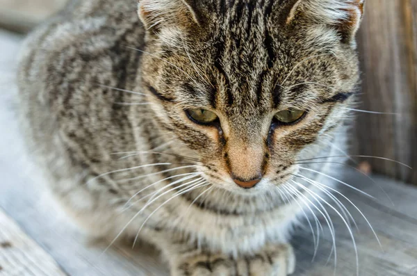 Dışarıdaki gri evcil kedinin portresi.