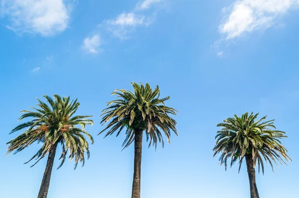 Пальмові Дерева Сантандері Іспанія Синьому Тлі Неба — стокове фото