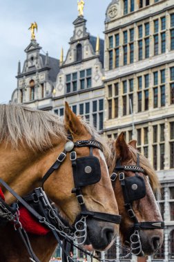 Antwerp, Flanders, Belçika 'daki Grote Markt (Büyük Pazar Meydanı) Atları