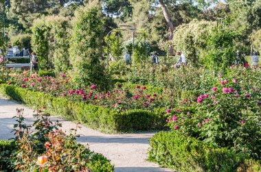 MADRID, İspanya - 7 Mayıs 2021: Madrid, İspanya 'daki Retiro parkında çiçek açarken gül bahçesini ziyaret eden insanlar