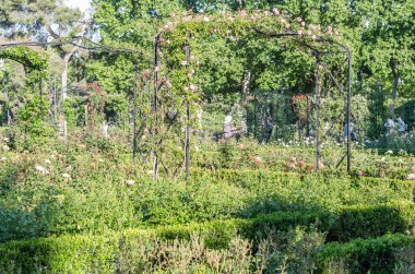 MADRID, İspanya - 7 Mayıs 2021: Madrid, İspanya 'daki Retiro parkında çiçek açarken gül bahçesini ziyaret eden insanlar