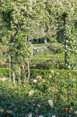 Çiçekli güzel bir gül bahçesi, yaz arkaplanı.