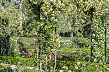 Çiçekli güzel bir gül bahçesi, yaz arkaplanı.