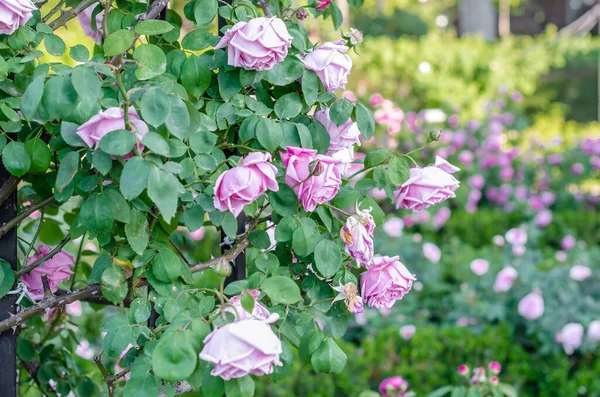 Beautiful Pink Roses Blossom Garden Summer Background — стоковое фото