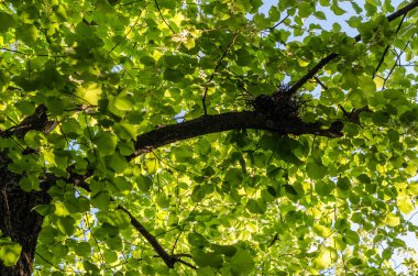 Doğal arka plan, ilkbaharda taze yeşil yapraklar ve ağaçta bir kuş yuvası.