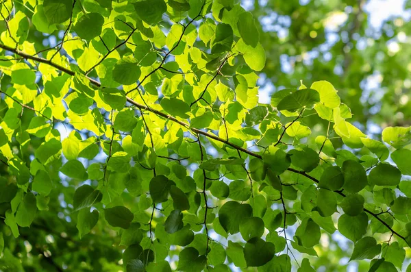 Fondo Natural Hojas Verdes Frescas Primavera — Foto de Stock