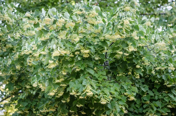 Linden Δέντρο Tilia Άνθηση Την Άνοιξη Στην Βοτανική Ιατρική Λουλούδια — Φωτογραφία Αρχείου