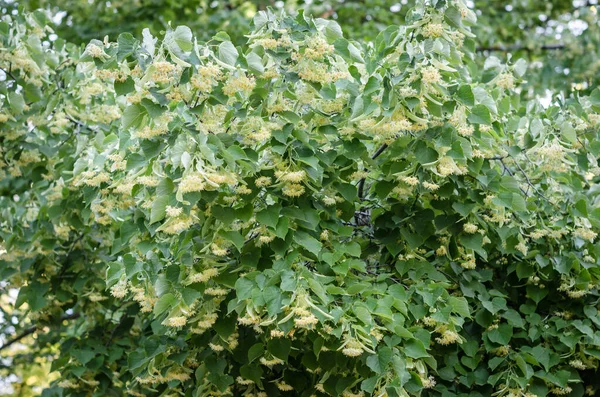 Linden Tree Tilia Flor Primavera Medicina Herbal Flores São Usadas — Fotografia de Stock