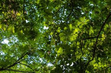 Doğal arka plan, ilkbaharda taze kestane yeşili yapraklar.
