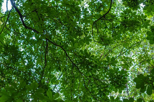 Fondo Natural Hojas Verdes Castañas Frescas Primavera — Foto de Stock