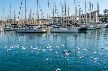 BARCELONA, İspanya - 8 Aralık 2013: Barcelona, İspanya 'nın Katalonya limanında tekneler ve martılar