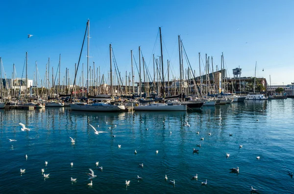 BARCELONA, İspanya - 8 Aralık 2013: Barcelona, İspanya 'nın Katalonya limanında tekneler ve martılar