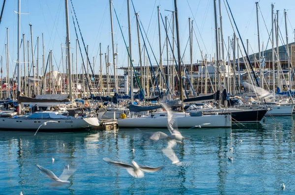 BARCELONA, İspanya - 8 Aralık 2013: Barcelona, İspanya 'nın Katalonya limanında tekneler ve martılar