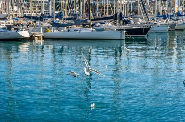 BARCELONA, İspanya - 8 Aralık 2013: Barcelona, İspanya 'nın Katalonya limanında tekneler ve martılar