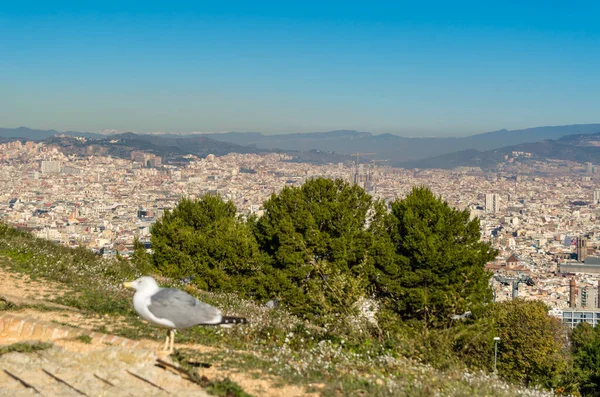 Barselona şehri manzarası, katalonya, İspanya