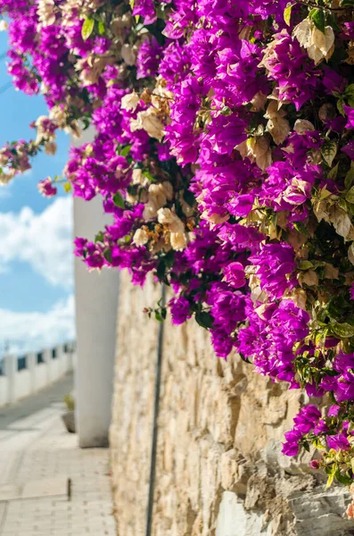 西班牙地中海沿岸的粉红大丽花的细节 — 图库照片